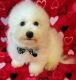 Bichon Frise Puppies for sale in St. Louis, MO, USA. price: $400