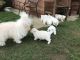 Bichon Frise Puppies for sale in Portland, OR, USA. price: $400