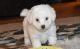 Bichon Frise Puppies for sale in Quechee, Hartford, VT, USA. price: NA
