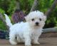 Bichon Frise Puppies for sale in Dulles, VA, USA. price: NA