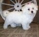 Bichon Frise Puppies for sale in Oostburg, WI 53070, USA. price: $500
