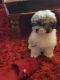 Bichon Frise Puppies for sale in Texas City, TX, USA. price: NA