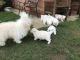 Bichon Frise Puppies for sale in Vancouver, BC, Canada. price: $350