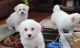 Bichon Frise Puppies