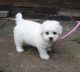 Bichon Frise Puppies for sale in Torrance, CA, USA. price: NA