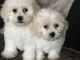 Bichon Frise Puppies for sale in Atlanta, GA, USA. price: $500