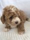 Bichon Frise Puppies for sale in Virginia St, Kingston, ON K7K, Canada. price: $350