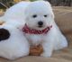 Bichon Frise Puppies for sale in Panama City, FL, USA. price: NA