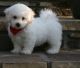 Bichon Frise Puppies for sale in Eugene, OR, USA. price: $500