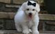 Bichon Frise Puppies for sale in Charleston, WV, USA. price: $500