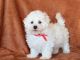 Bichon Frise Puppies for sale in Dallas, TX, USA. price: $400