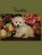 Bichon Frise Puppies for sale in Brimfield, OH, USA. price: NA