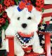 Bichon Frise Puppies for sale in 10486 Oban Terrace Lane, Sugar Land, TX 77479, USA. price: NA