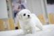 Bichon Frise Puppies for sale in Michigan Ave, Inkster, MI 48141, USA. price: NA
