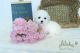 Bichon Frise Puppies for sale in New York, NY, USA. price: NA