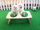 Bichon Frise Puppies for sale in New York, NY, USA. price: $3,000