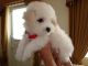 Bichon Frise Puppies for sale in Atlanta, GA, USA. price: NA