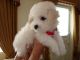 Bichon Frise Puppies for sale in Dallas, TX, USA. price: NA