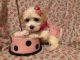 Bichon Frise Puppies for sale in West Bloomfield Township, MI, USA. price: NA