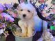 Bichon Frise Puppies for sale in Dayton, OH, USA. price: $850