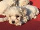 Bichon Frise Puppies for sale in California St, San Francisco, CA, USA. price: NA
