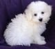 Bichon Frise Puppies for sale in Flint, MI 48504, USA. price: NA