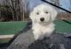 Bichon Frise Puppies for sale in Menomonie, WI 54751, USA. price: NA