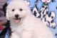 Bichon Frise Puppies for sale in Poland, ME 04274, USA. price: $500