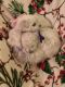 Bichon Frise Puppies for sale in Wise County, VA, USA. price: NA
