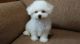 Bichon Frise Puppies for sale in Little Rock, AR 72206, USA. price: $500