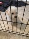 Bichon Frise Puppies for sale in Wise County, VA, USA. price: NA