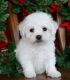 Bichon Frise Puppies for sale in Calabasas, CA, USA. price: NA