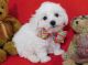 Bichon Frise Puppies for sale in Seattle, WA 98108, USA. price: $600