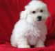 Bichon Frise Puppies for sale in Las Cruces, NM, USA. price: NA