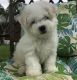 Bichon Frise Puppies for sale in Little Rock, AR 72209, USA. price: $500