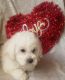 Bichon Frise Puppies for sale in Homewood, IL, USA. price: NA