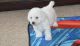 Bichon Frise Puppies for sale in Phoenix, AZ 85024, USA. price: $500