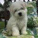 Bichon Frise Puppies for sale in New Orleans, LA, USA. price: $500
