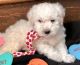 Bichon Frise Puppies for sale in Portland, ME 04103, USA. price: $500