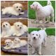 Bichon Frise Puppies for sale in Montreal, QC, Canada. price: $700