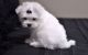 Bichon Frise Puppies for sale in S Los Angeles St, Los Angeles, CA, USA. price: NA