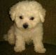 Bichon Frise Puppies for sale in Brooklyn, NY 11238, USA. price: NA