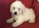 Bichon Frise Puppies for sale in Newark, NJ, USA. price: $500