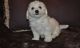 Bichon Frise Puppies for sale in Omaha, NE 68139, USA. price: NA