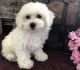 Bichon Frise Puppies for sale in Omaha, NE, USA. price: NA