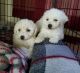 Bichon Frise Puppies for sale in Baton Rouge, LA, USA. price: $500