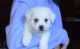 Bichon Frise Puppies for sale in Lawrenceville, GA, USA. price: NA