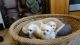 Bichon Frise Puppies for sale in Tulsa, OK 74135, USA. price: NA