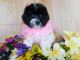 Bichon Frise Puppies for sale in Hammond, IN, USA. price: NA