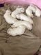Bichon Frise Puppies for sale in Navasota, TX 77868, USA. price: NA